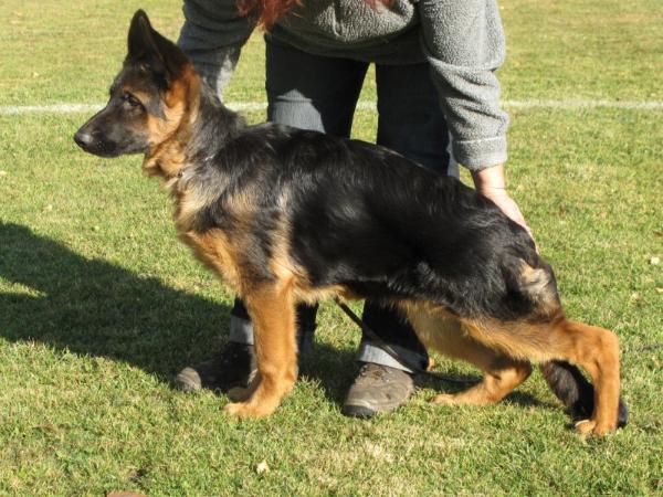 Djamila vom Valtenberg